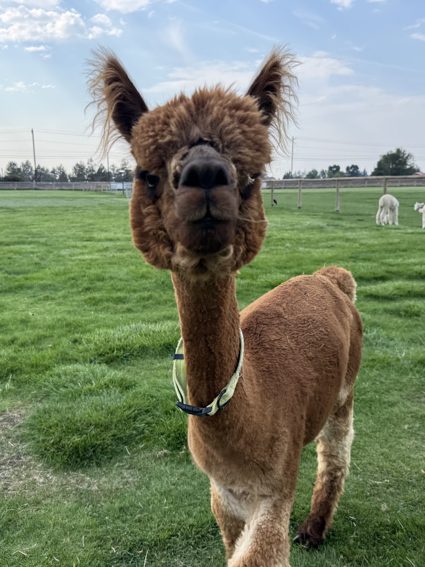 Feed alpacas at Crescent Moon Ranch