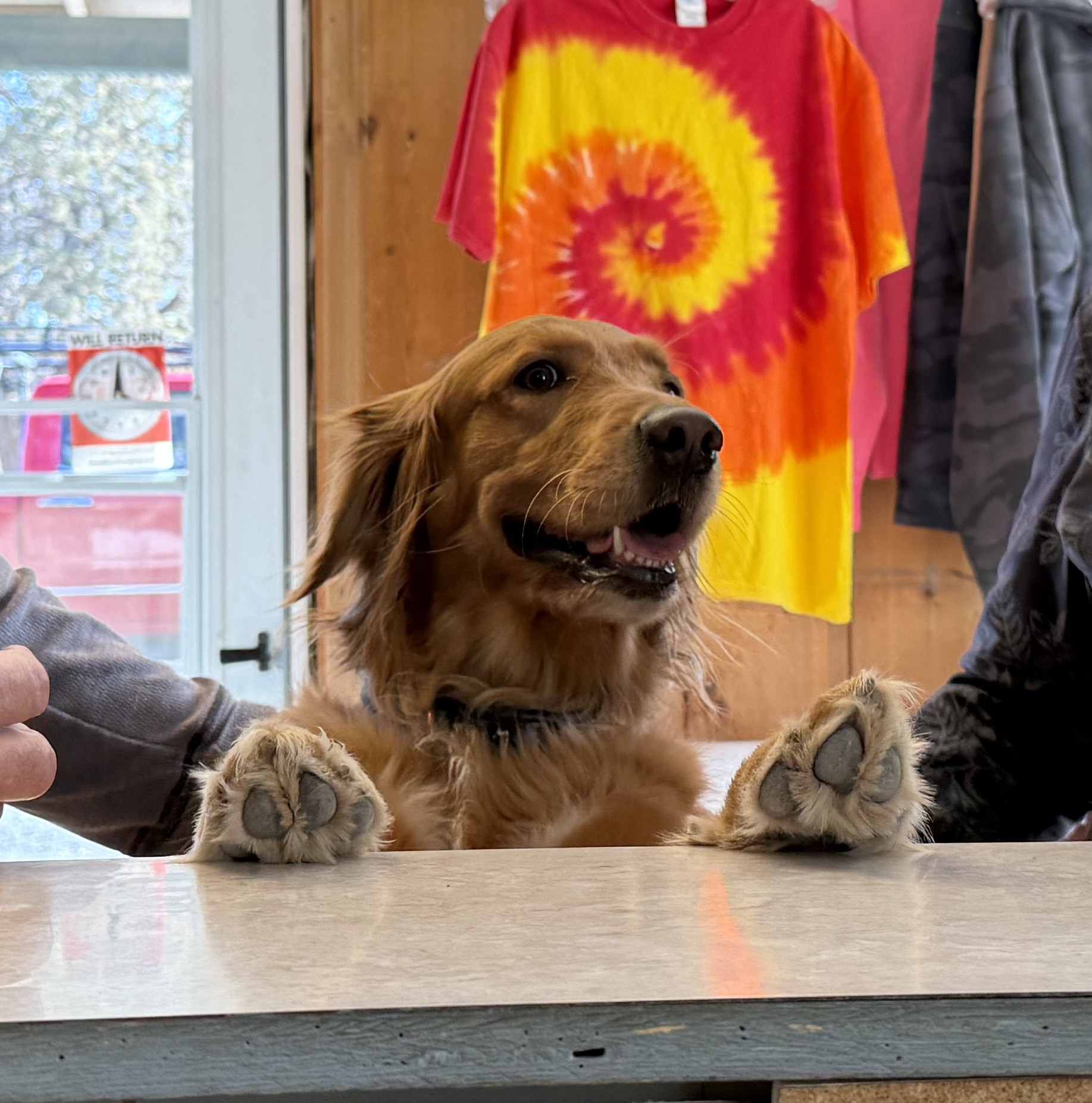 Golden retriever with paws on the counter at Crooked River Ranch RV Park office